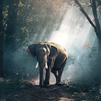 nature dp